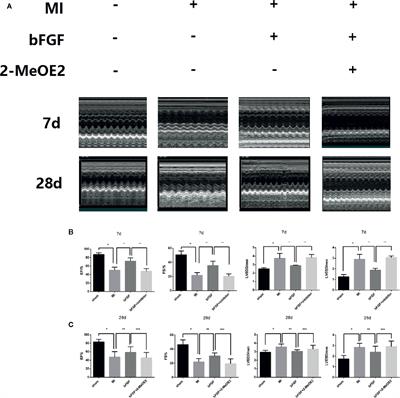 Basic Fibroblast Growth Factor Attenuates Injury in Myocardial Infarction by Enhancing Hypoxia-Inducible Factor-1 Alpha Accumulation